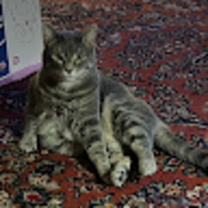 Meet your Posher, Brenda